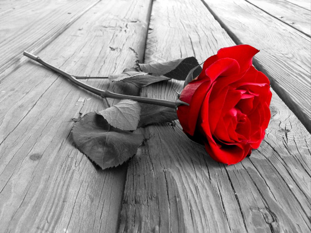 Unsere Rosenhochzeit